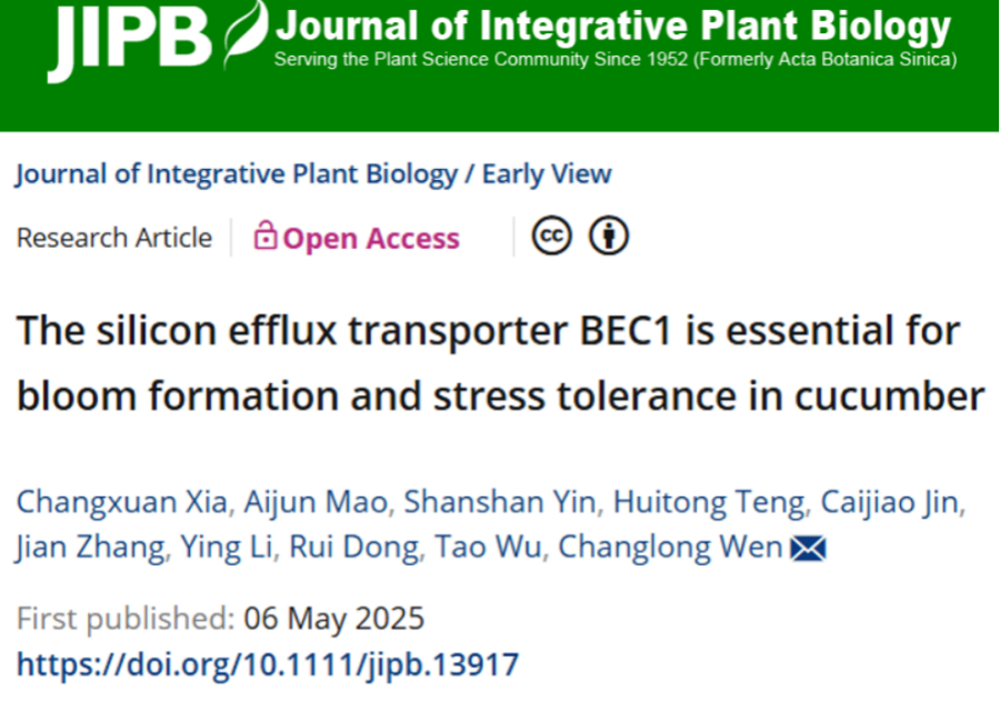 金铌锶 (Genesis) 点阵飞秒激光剥蚀技术助力揭示黄瓜果实 白霜 形成机制 —— 硅转运蛋白的跨学科研究新突破
